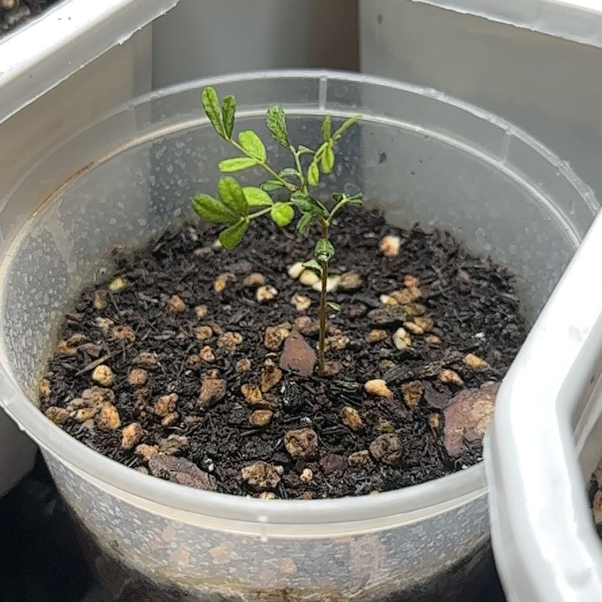 Photo of the plant species Kōwhai by @AlertFuscia70 named Muhammad Ali on Greg, the plant care app