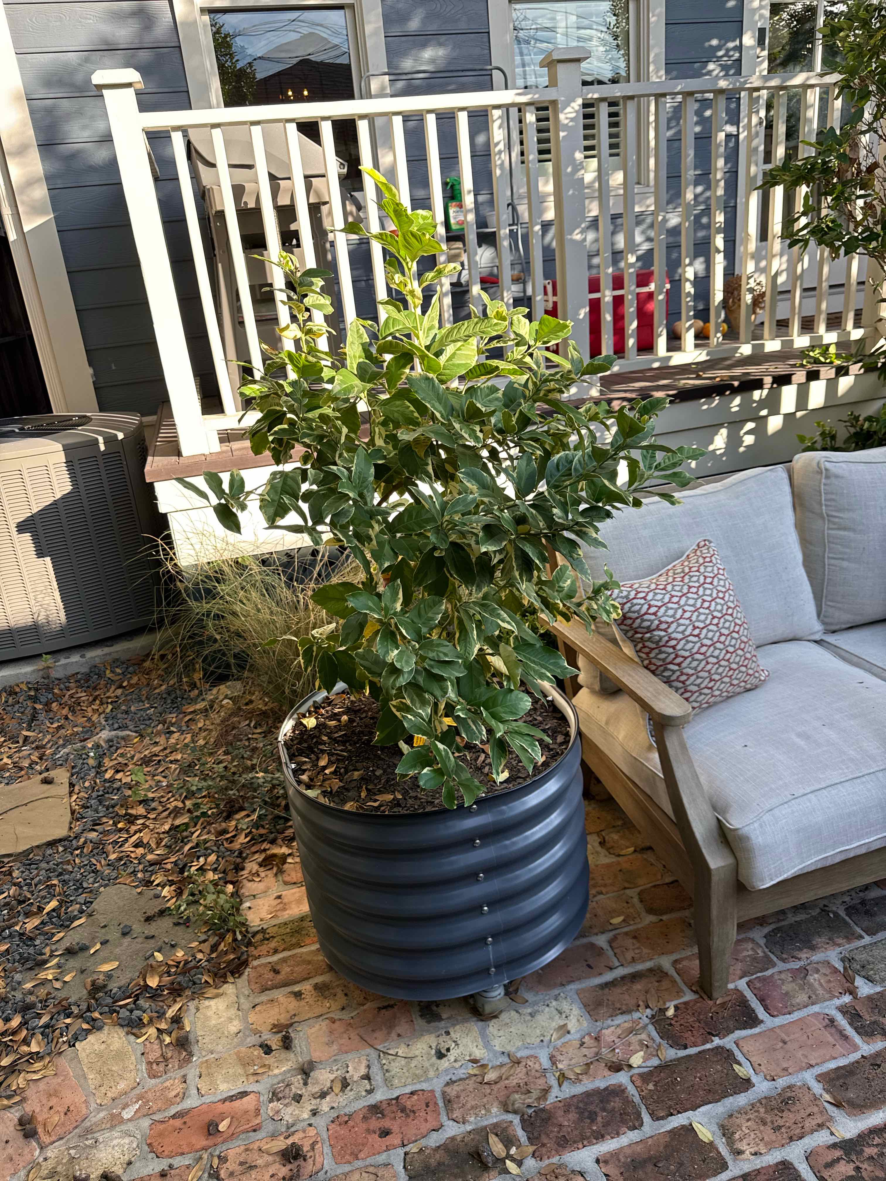 Photo of the plant species Variegated Pink Lemon by @trace named Kylie on Greg, the plant care app