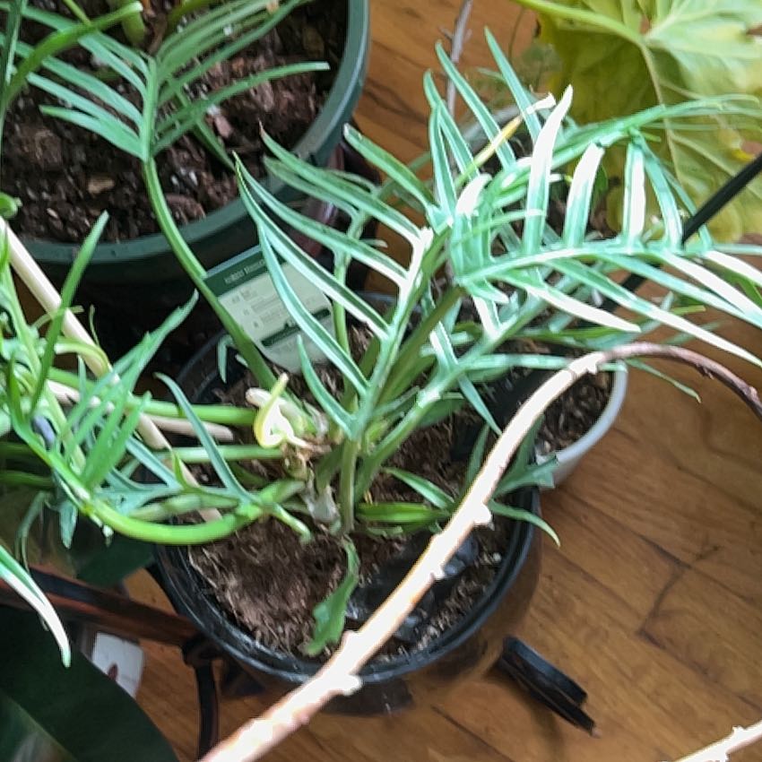Photo of the plant species Philodendron tortum by @PlentifulJade36 named Nithin on Greg, the plant care app
