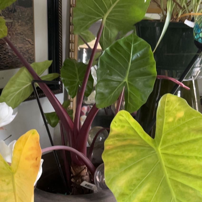 Photo of the plant species Billie by @PlentifulJade36 named Mollie on Greg, the plant care app