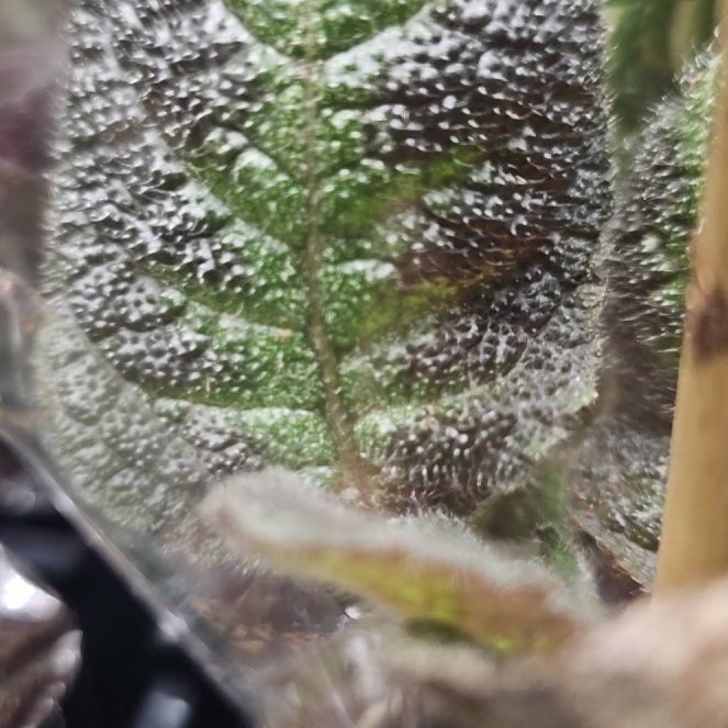 Photo of the plant species California Flannelbush by @EsteemedHeather named Marilyn on Greg, the plant care app