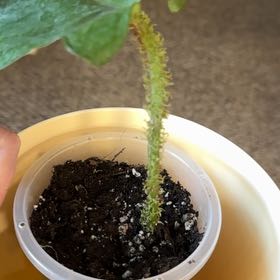 Photo of the plant species Hairy Philodendron by @DreamyAnise52 named Henrietta on Greg, the plant care app