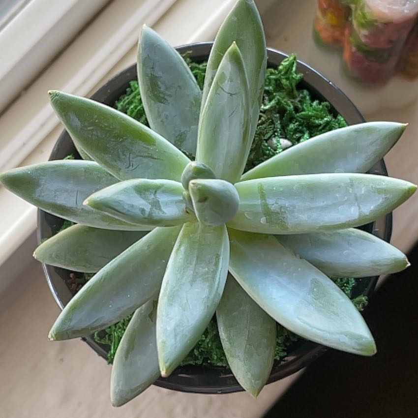 Photo of the plant species Pachyveria glauca 'Little Jewel' by @TastyPilea65 named Bijou on Greg, the plant care app
