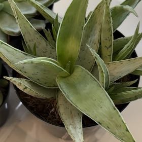 Photo of the plant species Aloe 'Snow Drift' by @GivingLippia61 named Elina on Greg, the plant care app