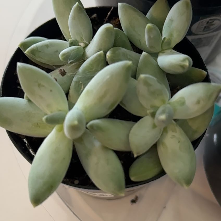 Photo of the plant species Silver Bracts by @GivingLippia61 named Ulysses S Plant on Greg, the plant care app
