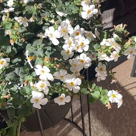 Photo of the plant species Salvia Cistus by @SucculentRuby39 named Marilyn on Greg, the plant care app