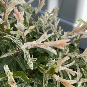 Photo of the plant species Russian Olive by @CoolMonstera80 named Daphne on Greg, the plant care app