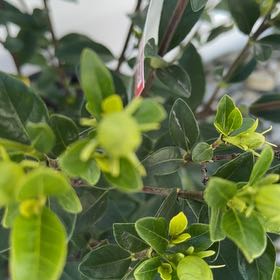 Photo of the plant species Gardenia 'Jubilation' by @CoolMonstera80 named Keanu Leaves on Greg, the plant care app