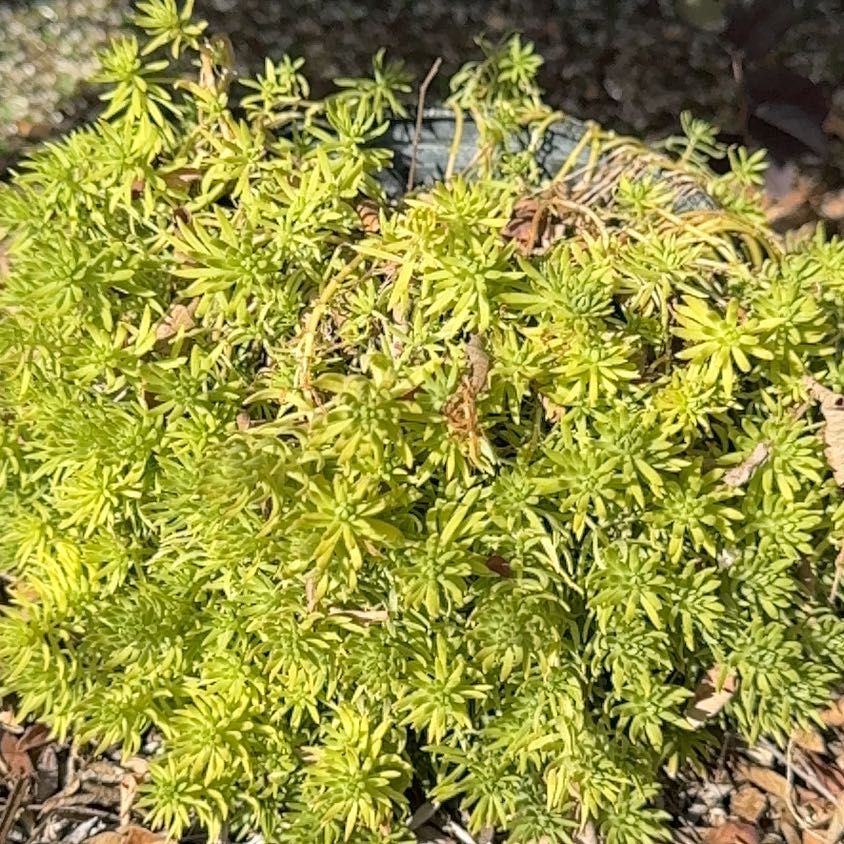 Photo of the plant species Spiky Bog-Moss by @DeftQuenepa59 named Morgan Treeman on Greg, the plant care app