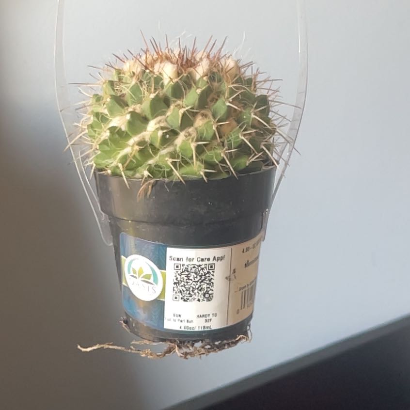 Photo of the plant species Mammillaria karwinskiana 'Nejapensis' by @FitZucchini47 named Fernaldo on Greg, the plant care app