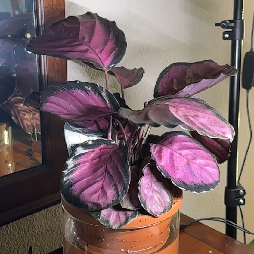 Photo of the plant species Calathea 'Pink Star' by @GrownNeslia40 named Cleopatra on Greg, the plant care app