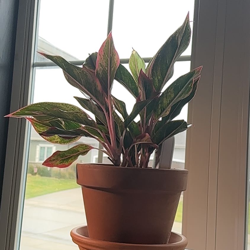 Photo of the plant species Chinese Evergreen 'Pink Siam' by @GrownNeslia40 named Zeus on Greg, the plant care app