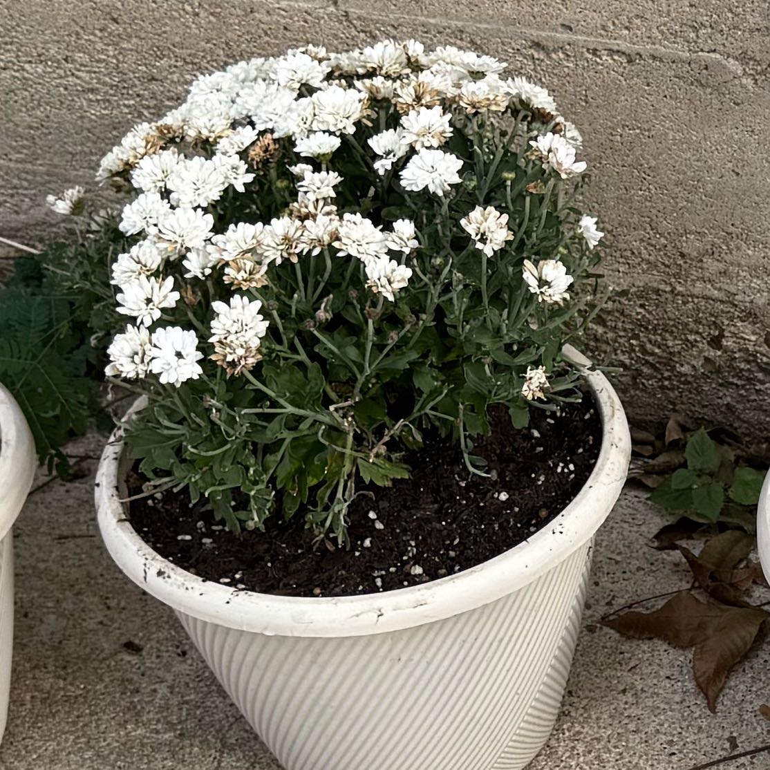 Photo of the plant species Evergreen Candytuft by @YeveLentil17 named Queen on Greg, the plant care app