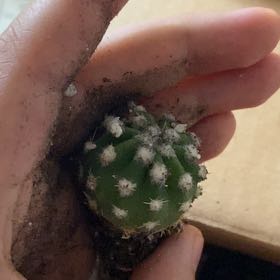 Photo of the plant species Echinopsis 'Fuzzy Navel' by @GladSalal29 named Bella on Greg, the plant care app
