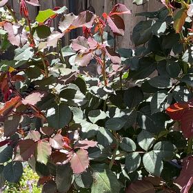 Photo of the plant species Redleaf Rose by @TryCattleya16 named Fernie Mercury on Greg, the plant care app