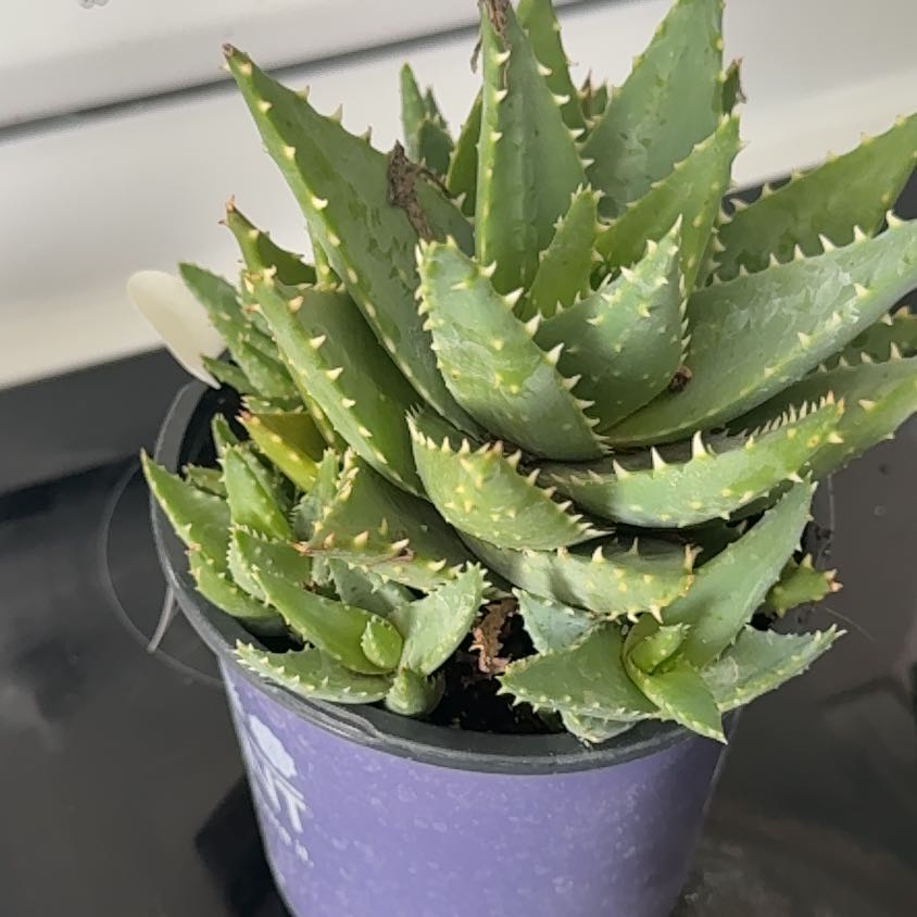 Photo of the plant species Aloe 'Velociraptor' by @CrucialPurei25 named Drake on Greg, the plant care app