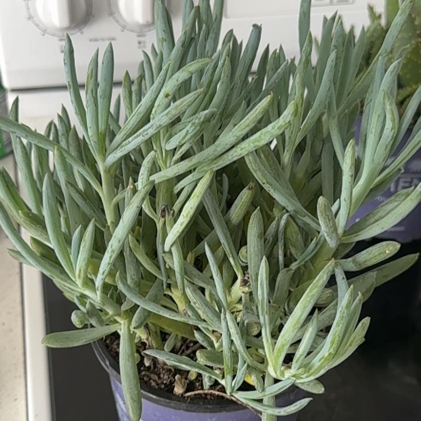 Photo of the plant species Blue Chalk Stick by @CrucialPurei25 named Michelle Branch on Greg, the plant care app