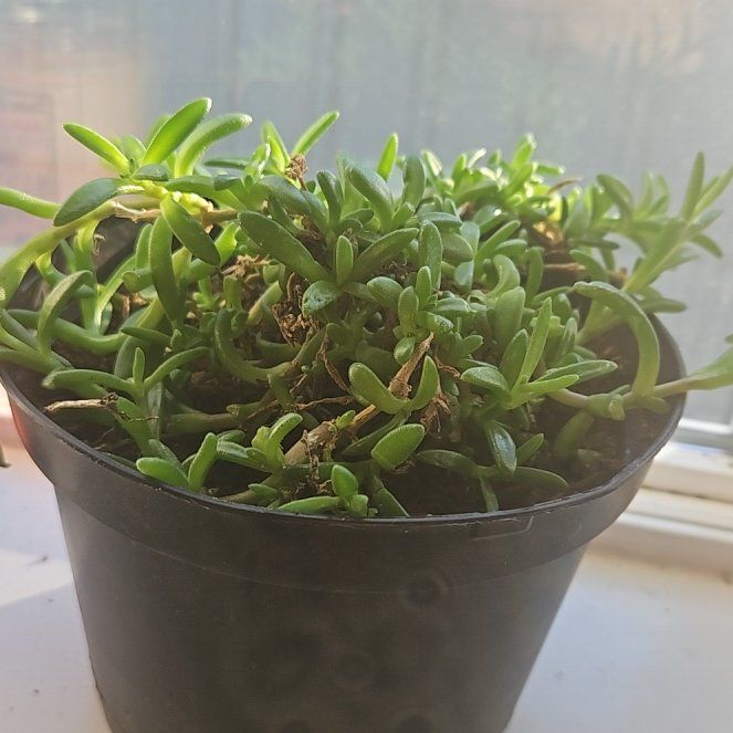 Photo of the plant species Trailing Ice Plant by @WhizGoldwire77 named Huckleberry Fern on Greg, the plant care app