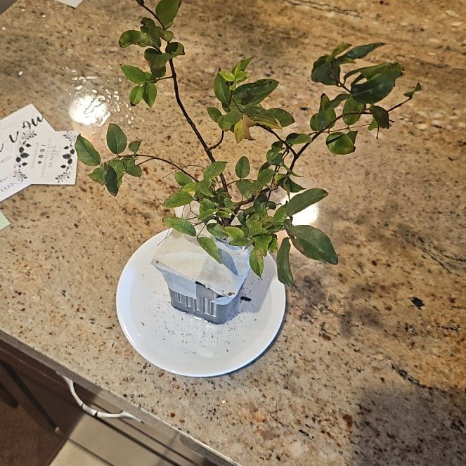 Photo of the plant species Jabuticabeira by @BigBalsam84 named Grape tree 2 on Greg, the plant care app