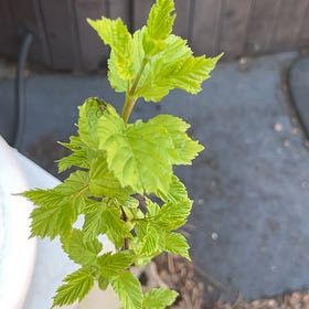 Photo of the plant species Salmonberry by @Squeaksmom named Dolores on Greg, the plant care app