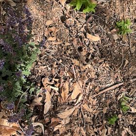 Photo of the plant species Lobster Bush by @Squeaksmom named Foxxy on Greg, the plant care app
