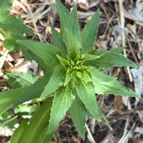 Photo of the plant species Wrinkleleaf Goldenrod by @Squeaksmom named Sigmund on Greg, the plant care app