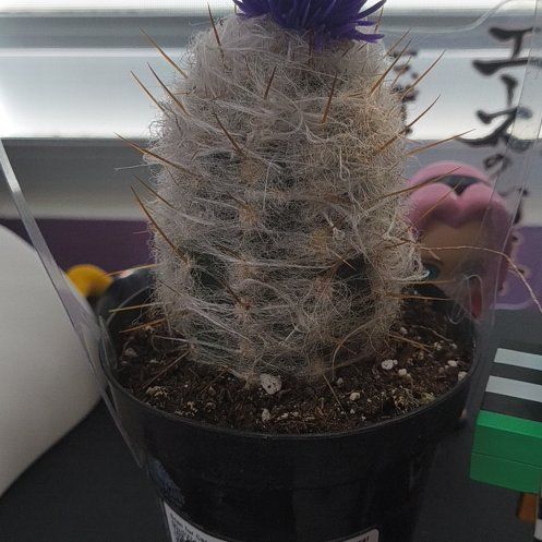 Photo of the plant species White Column Foxtail Cactus by @UnshakableDill9 named Luna on Greg, the plant care app