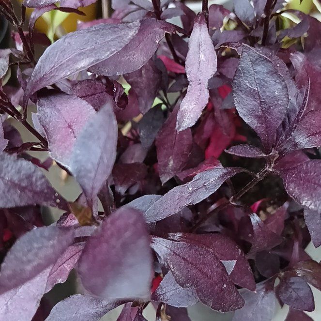 Photo of the plant species Brazilian Joyweed by @LadyEagleclaw20 named Gregarious on Greg, the plant care app