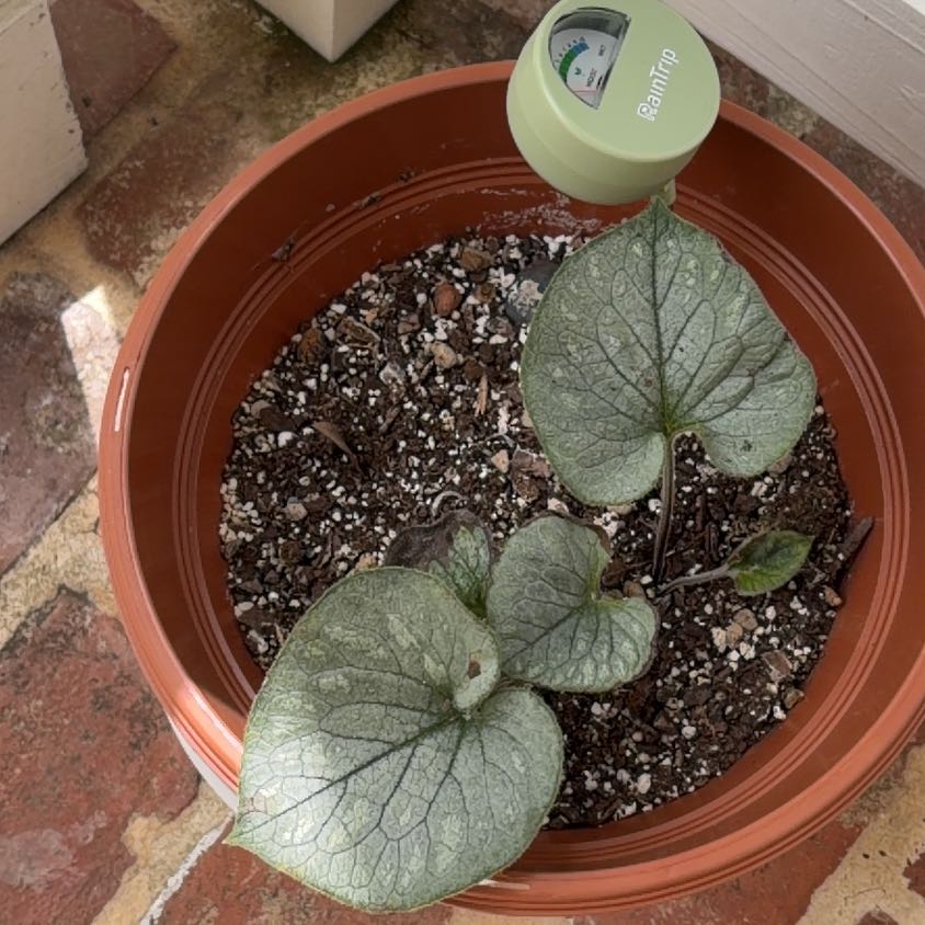Photo of the plant species Brunnera Macrophylla by @FullPeony71 named Tree Diddy on Greg, the plant care app