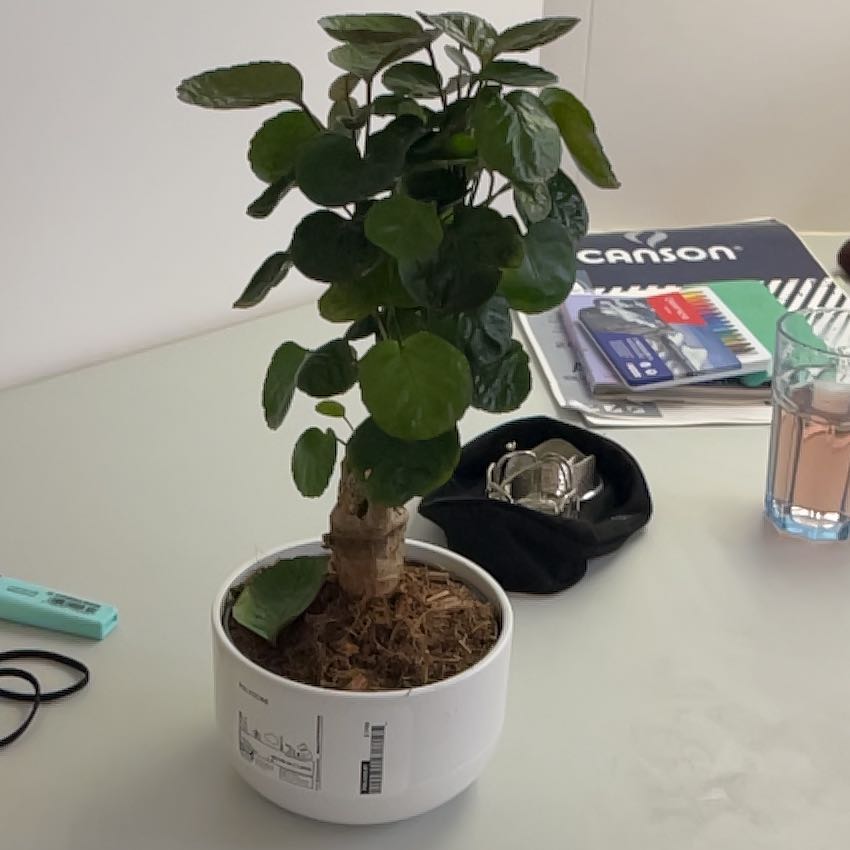 Photo of the plant species Aralia Fabian by @BigFicus17 named Proutki on Greg, the plant care app