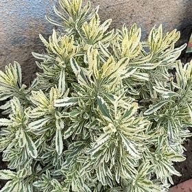 Photo of the plant species Lavender Mint Julep by @TouchingNeem named Lavender mint julep on Greg, the plant care app