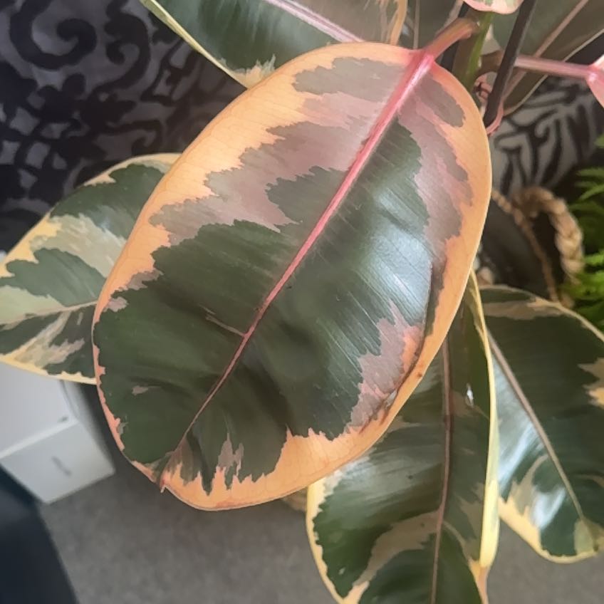 Photo of the plant species Rubber Plant by @YardFlaxsilk7 named Ruby on Greg, the plant care app