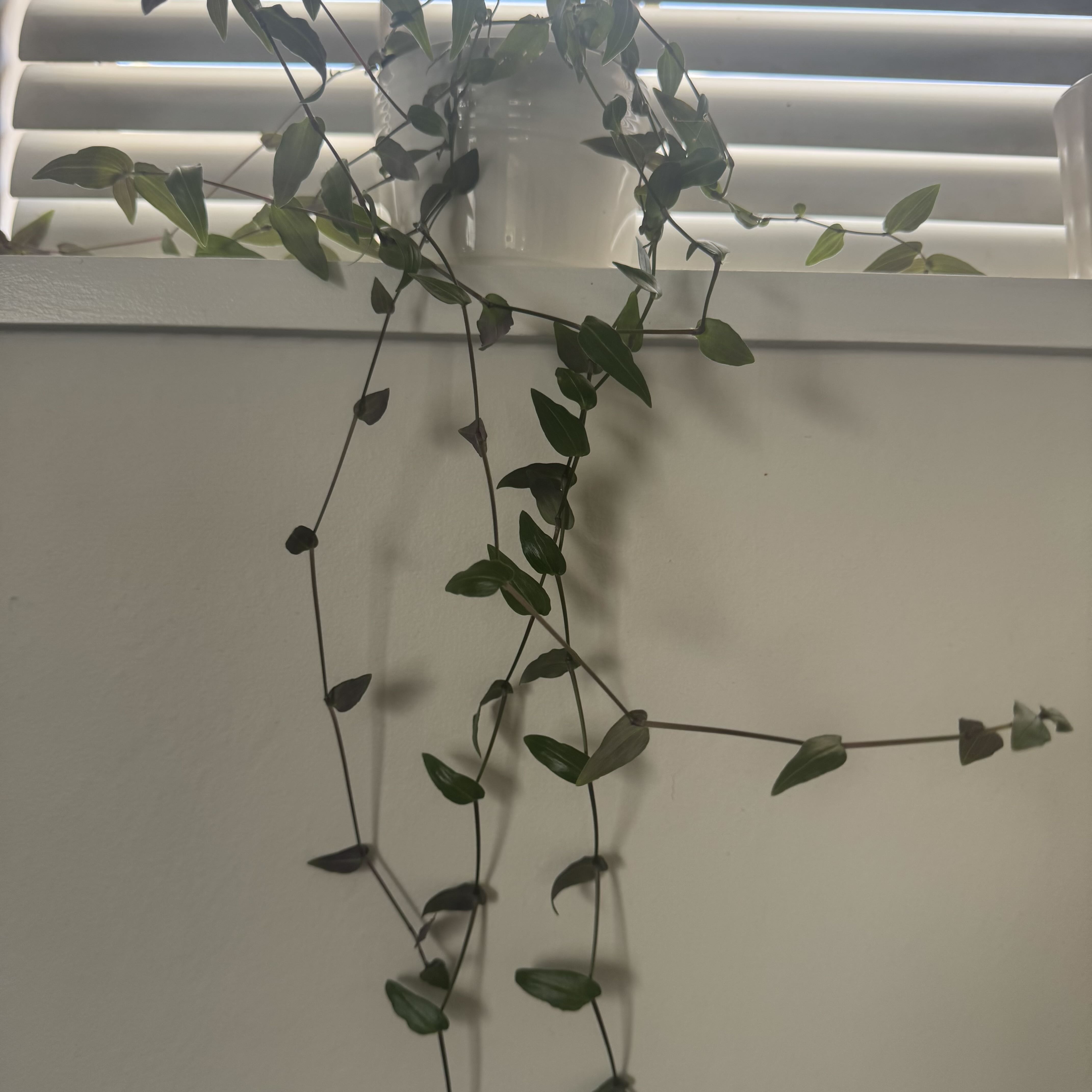 Photo of the plant species Tahitian Bridal Veil by @YardFlaxsilk7 named Maya on Greg, the plant care app