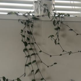 Photo of the plant species Tahitian Bridal Veil by @YardFlaxsilk7 named Forrest on Greg, the plant care app