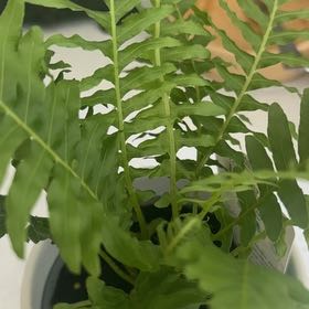Photo of the plant species Silver Lady Fern by @YardFlaxsilk7 named Aristotle on Greg, the plant care app