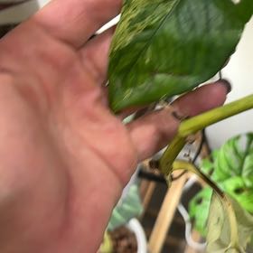 Photo of the plant species Philadelphia Groundcherry by @BigOmnom55 named Pax on Greg, the plant care app
