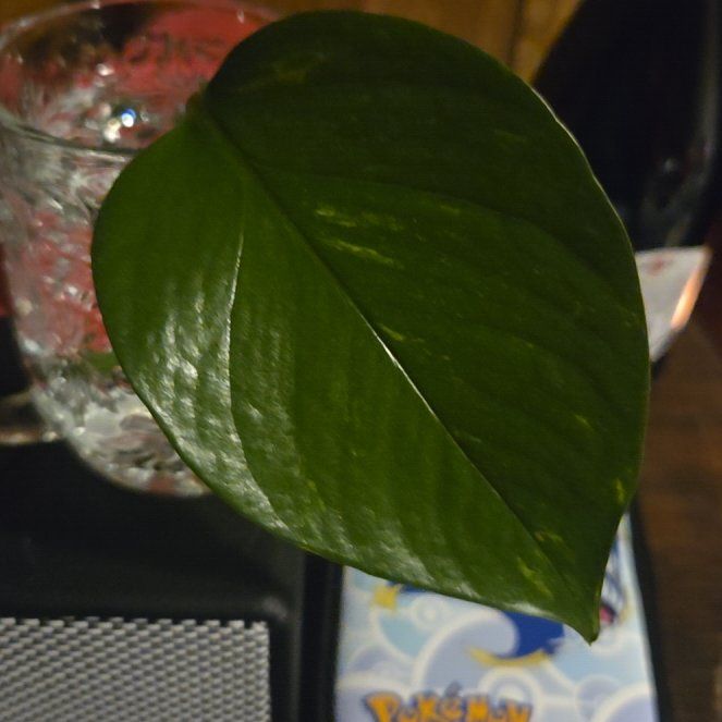 Photo of the plant species Philodendron 'Green Emerald' by @QuietOmnom3 named AJ Jr on Greg, the plant care app
