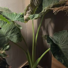 Photo of the plant species Alocasia 'Regal Shield' (variegated form) by @PromptClusia85 named Nemo on Greg, the plant care app