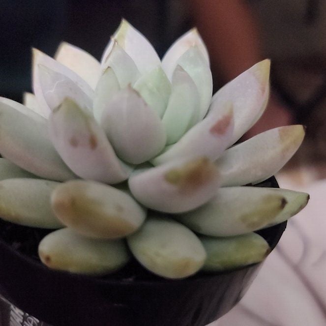 Photo of the plant species Sedeveria 'Lilac Mist' by @VividChaya16 named Lilac mist on Greg, the plant care app