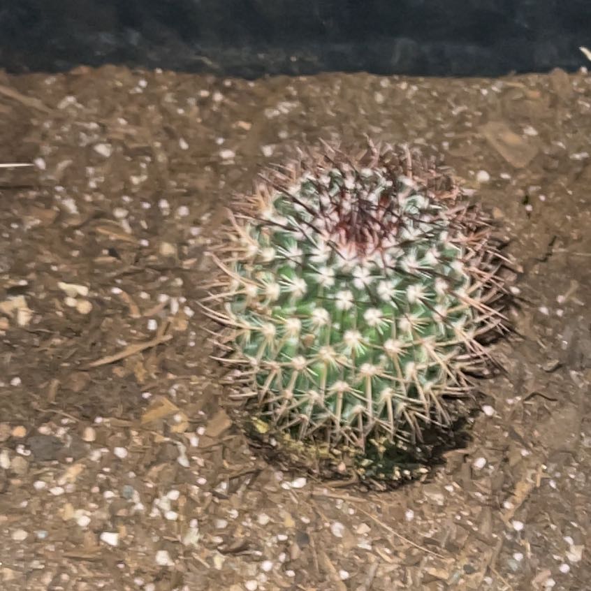 Photo of the plant species Mammillaria carnea by @HappyGuasca22 named Kylie on Greg, the plant care app