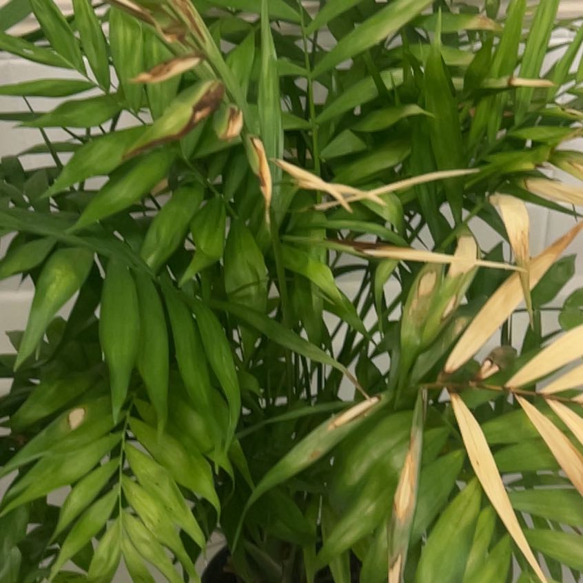 Photo of the plant species Cascade Palm by @SunnyFittonia2 named Mochi on Greg, the plant care app