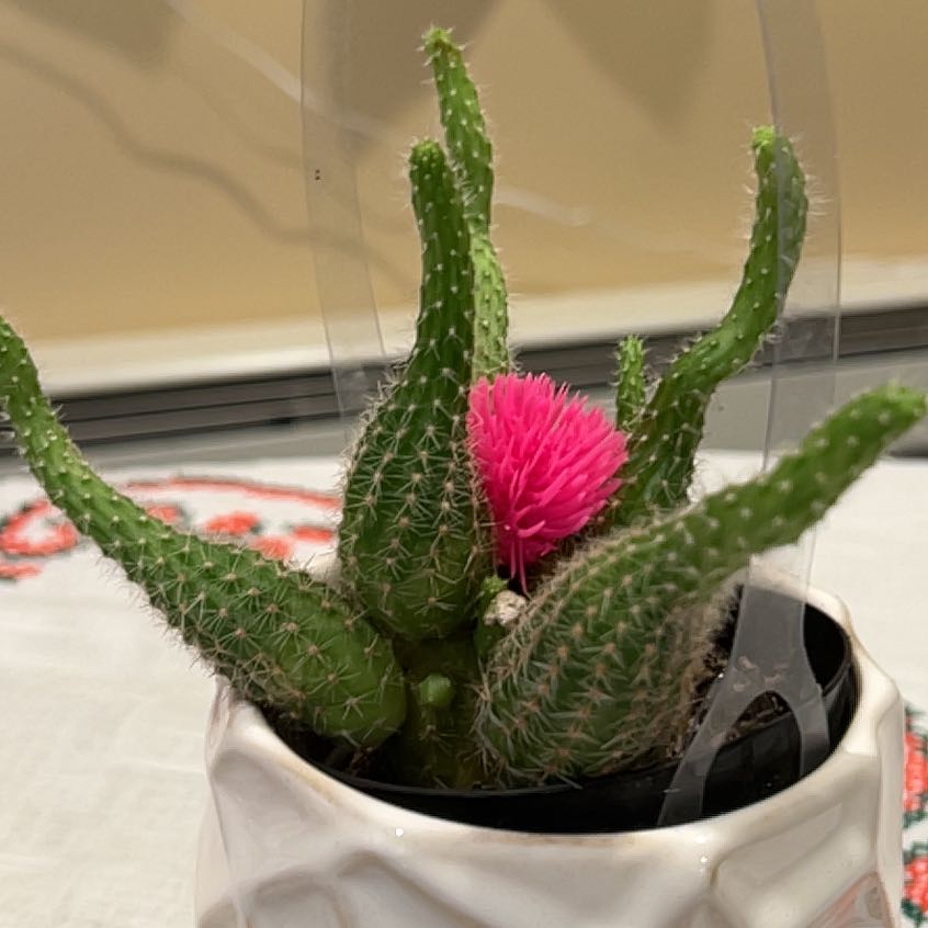 Photo of the plant species Lara's Lobivia by @WiredComet36 named McKinley on Greg, the plant care app