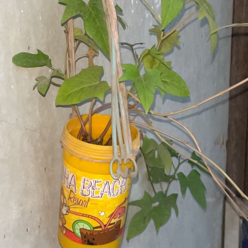 Photo of the plant species Wild Sweet Potato by @RousingSalad80 named Lola on Greg, the plant care app