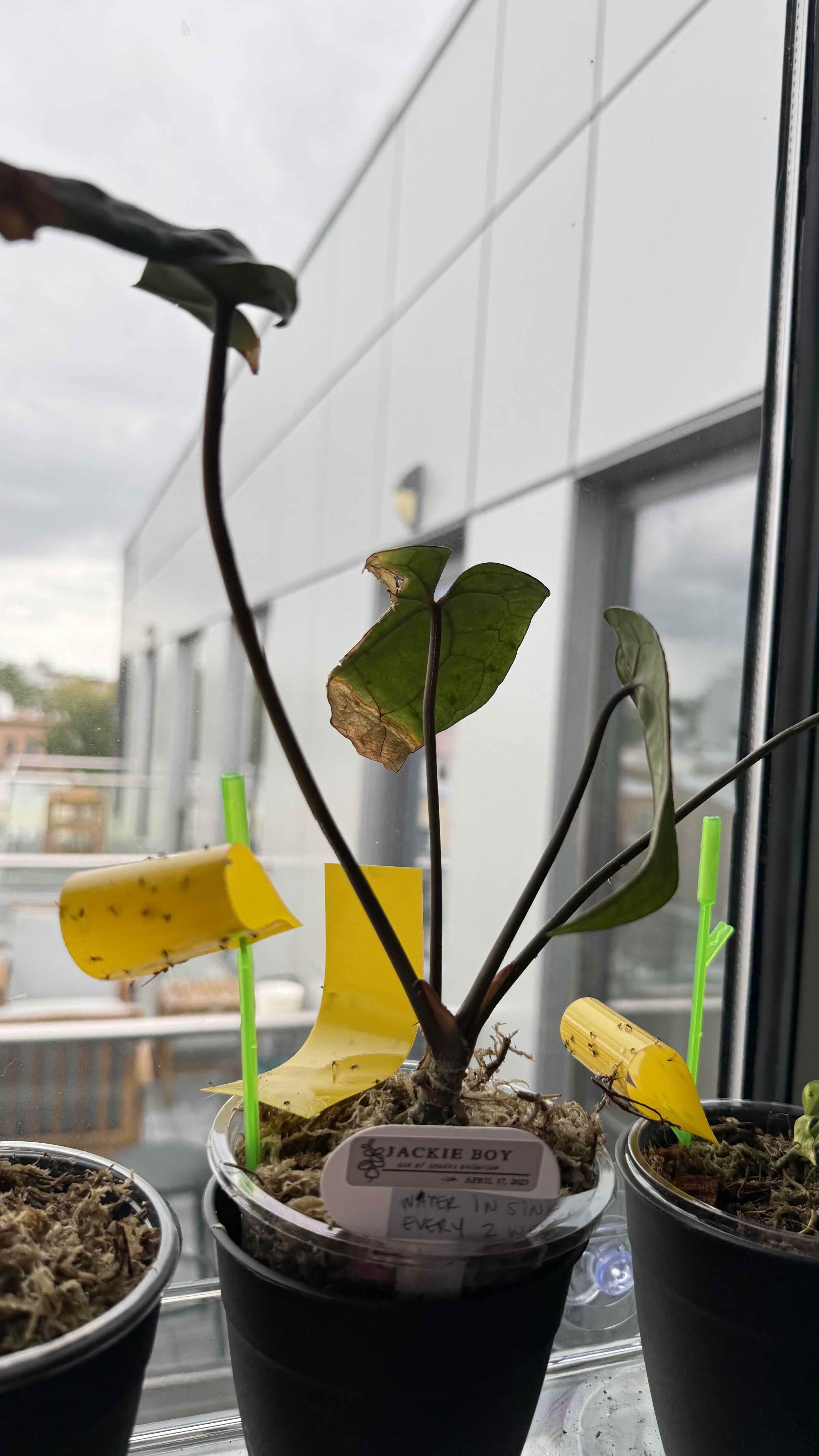 Photo of the plant species Ace Of Spades by @NillieWelson named Jackie Boy on Greg, the plant care app