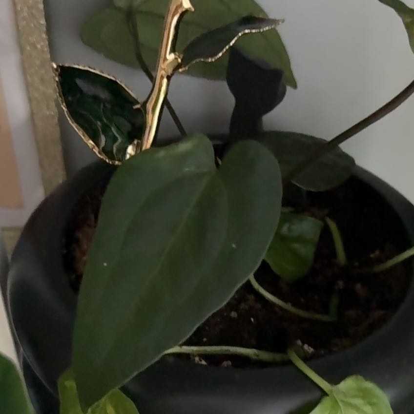 Photo of the plant species Ace Of Spades by @NillieWelson named A Green on Greg, the plant care app