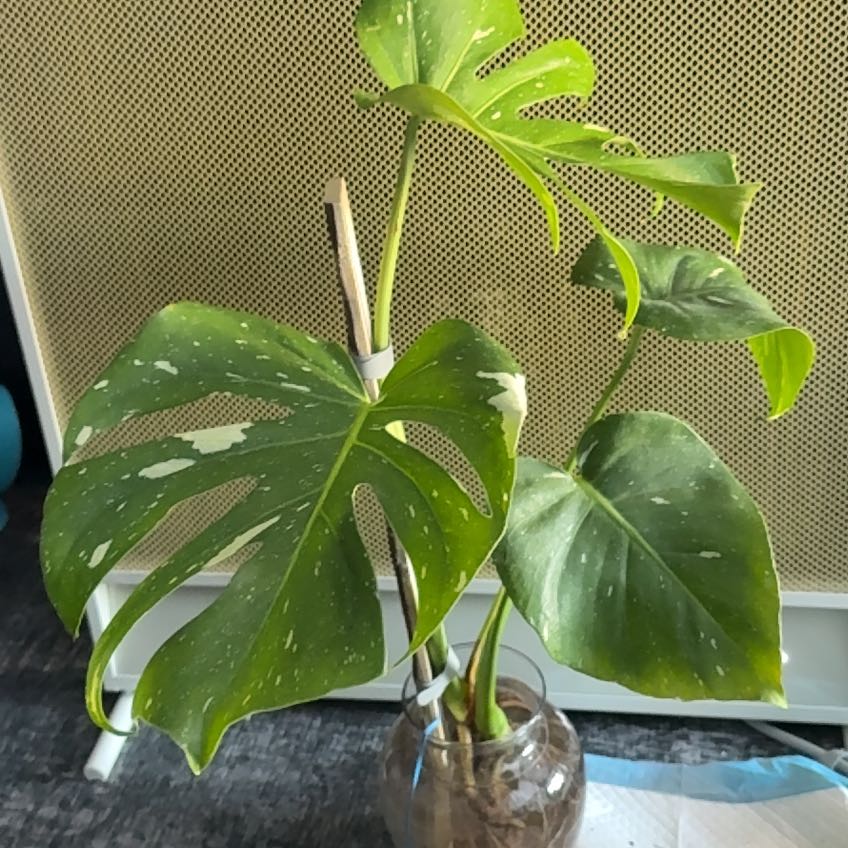 Photo of the plant species Monsterra Thai Constellation by @NillieWelson named Yahbo on Greg, the plant care app