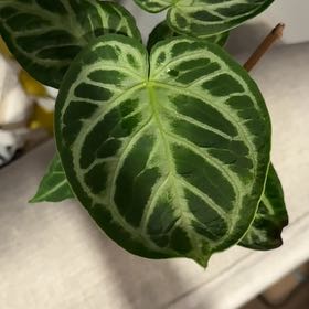 Photo of the plant species Anthurium 'Arching Amour Hearts Desire Velvet Leaf' by @NillieWelson named Madonna on Greg, the plant care app