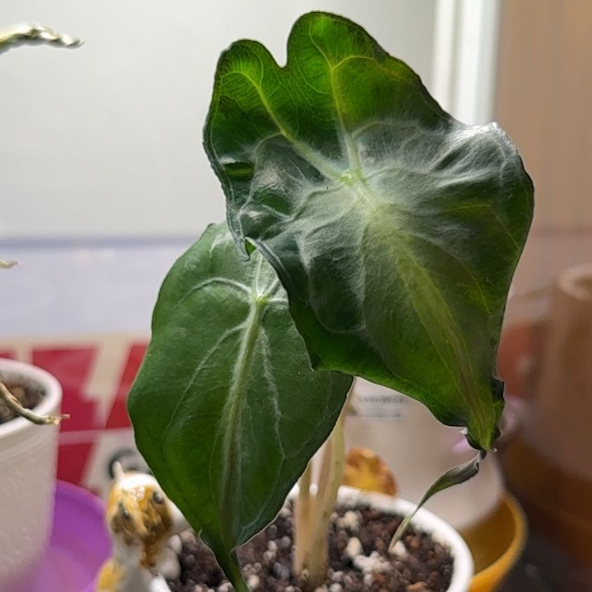 Photo of the plant species Alocasia 'Venom' by @NillieWelson named Penelope on Greg, the plant care app