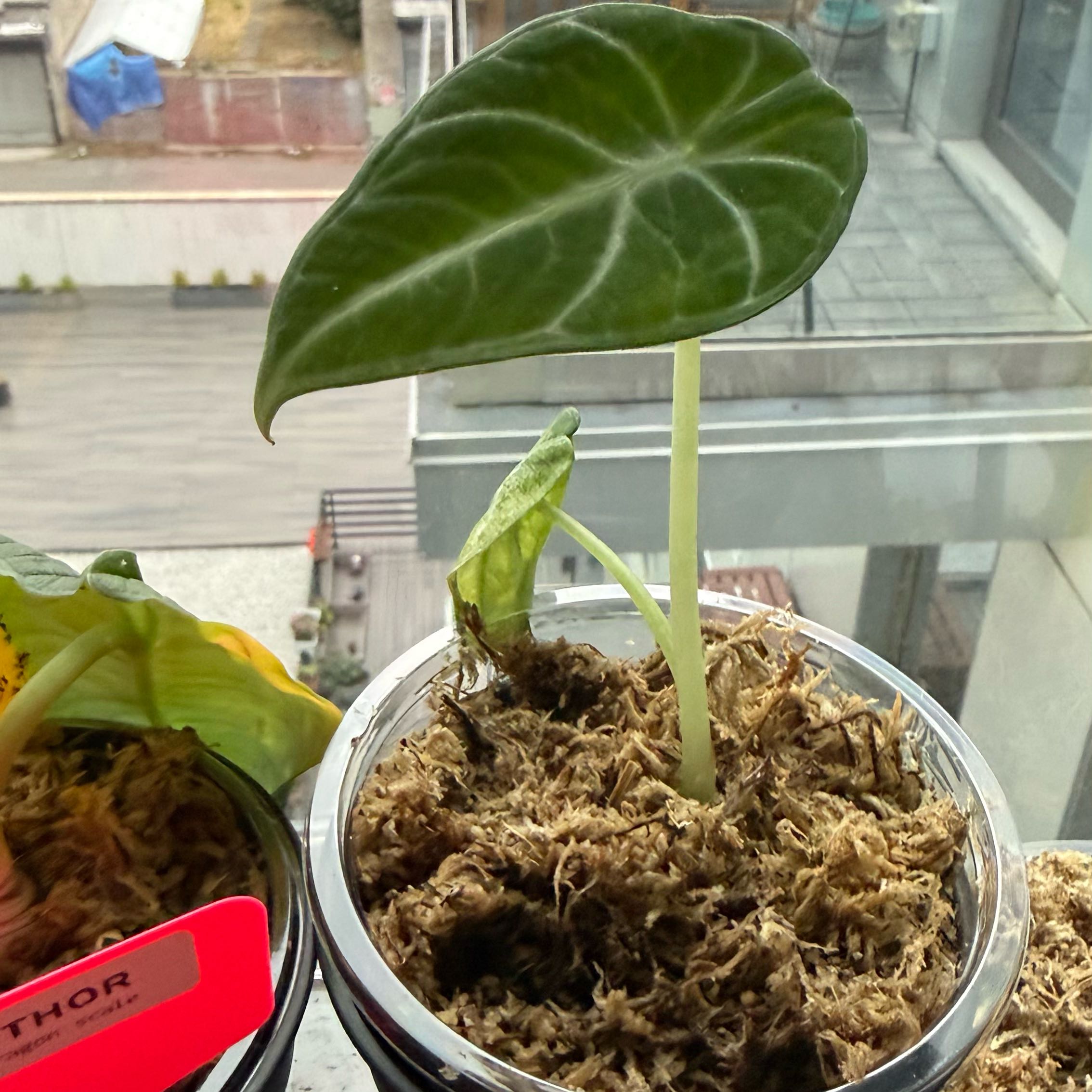 Photo of the plant species alocasia ninja by @NillieWelson named Snooki on Greg, the plant care app