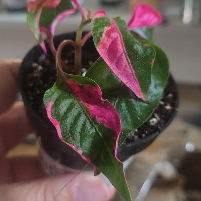 Photo of the plant species Hairy Joyweed by @OptimalBeans8 named Pax on Greg, the plant care app